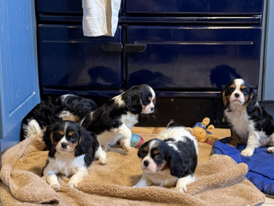 IKC Registered Cavalier King Charles Spaniel puppies in Wexford