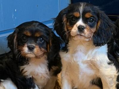 IKC Registered Cavalier King Charles Spaniel puppies in Wexford