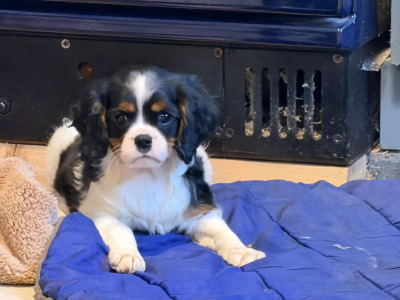 IKC Registered Cavalier King Charles Spaniel puppies in Wexford