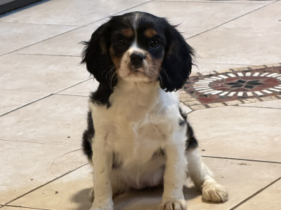 IKC Registered Cavalier King Charles Spaniel puppies in Wexford