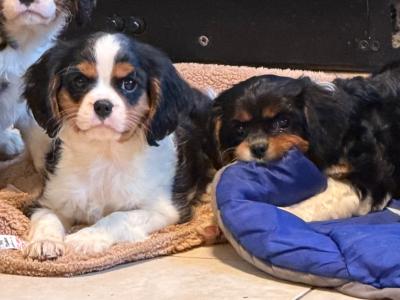 IKC Registered Cavalier King Charles Spaniel puppies in Wexford