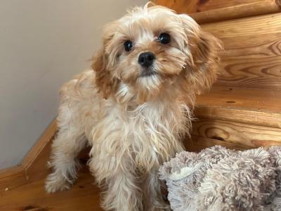 Cavapoo puppies🐶