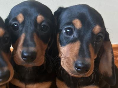 Miniature Dachshund puppies in Wexford