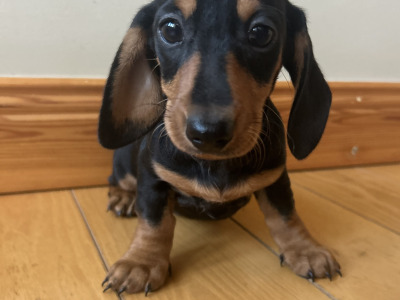 Miniature Dachshund puppies in Wexford