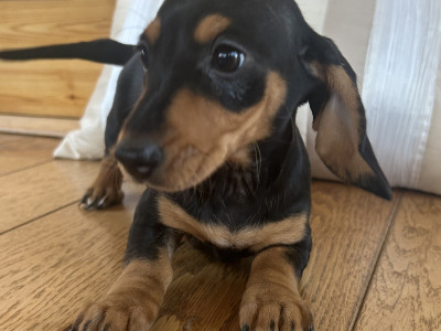 Miniature Dachshund puppies in Wexford