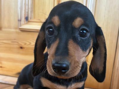Miniature Dachshund puppies in Wexford