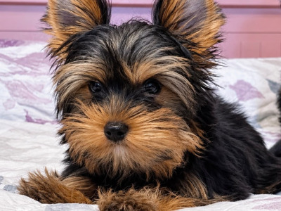 IKC Reg male Yorkshire Terrier puppy in Louth