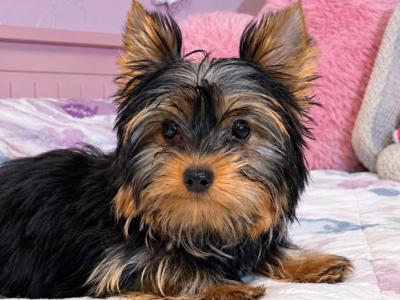 IKC Reg male Yorkshire Terrier puppy in Louth