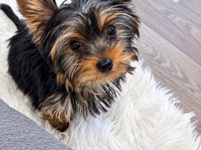 IKC Reg male Yorkshire Terrier puppy in Louth