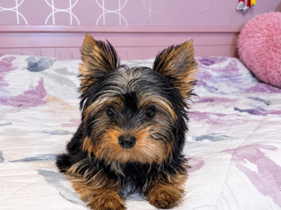 IKC Reg male Yorkshire Terrier puppy in Louth