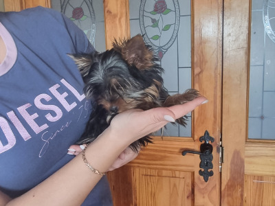IKC Reg male Yorkshire Terrier puppy in Louth