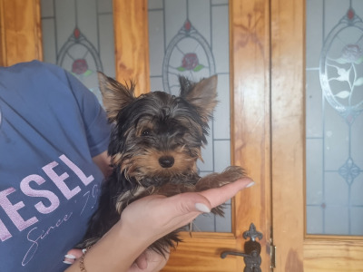 IKC Reg male Yorkshire Terrier puppy in Louth