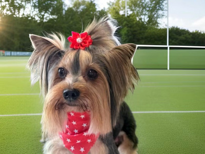 IKC Reg male Yorkshire Terrier puppy in Louth