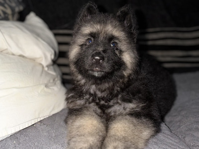 Male German Shepherd puppy in Tyrone