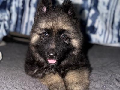 Male German Shepherd puppy in Tyrone