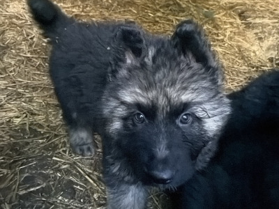 Male German Shepherd puppy in Tyrone
