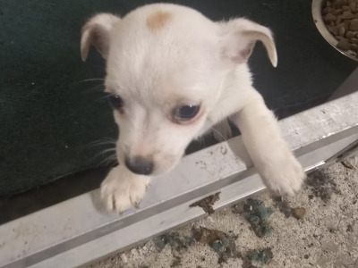 Jack Russell x Chihuahua puppies for sale