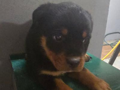 Beautiful Rottweiler puppies in Galway