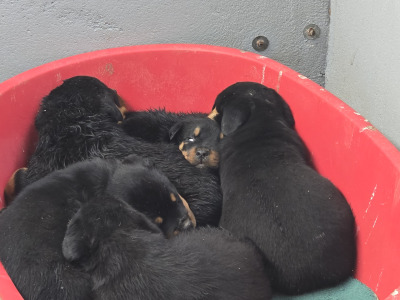 Beautiful Rottweiler puppies in Galway