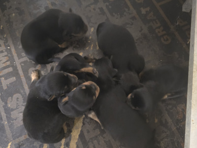 Beautiful Rottweiler puppies in Galway
