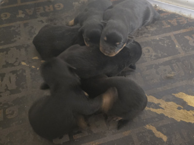 Beautiful Rottweiler puppies in Galway