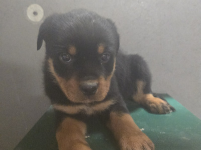 Beautiful Rottweiler puppies in Galway