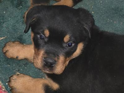 Beautiful Rottweiler puppies in Galway