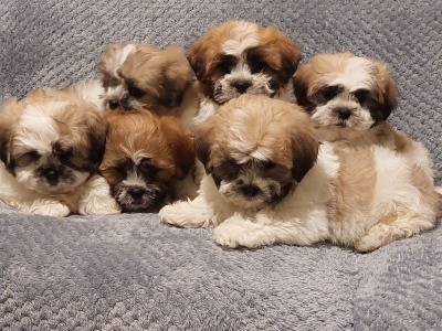 Gorgeous Shichon (Bichon Frise x Shih Tzu) puppies in Limerick ✨️
