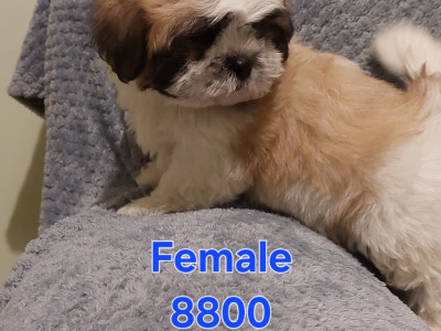 Gorgeous Shichon (Bichon Frise x Shih Tzu) puppies in Limerick ✨️