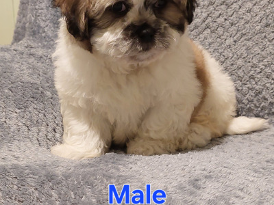 Gorgeous Shichon (Bichon Frise x Shih Tzu) puppies in Limerick ✨️