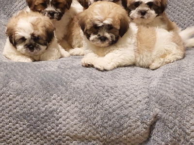 Gorgeous Shichon (Bichon Frise x Shih Tzu) puppies in Limerick ✨️