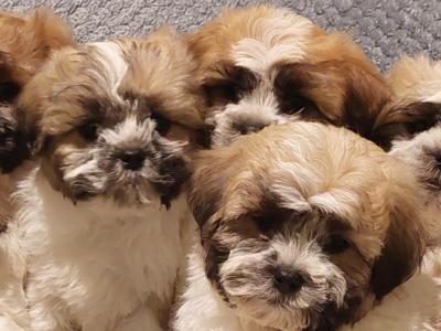 Gorgeous Shichon (Bichon Frise x Shih Tzu) puppies in Limerick ✨️