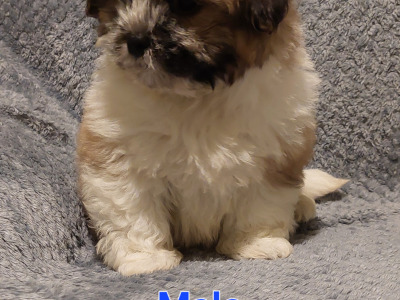 Gorgeous Shichon (Bichon Frise x Shih Tzu) puppies in Limerick ✨️