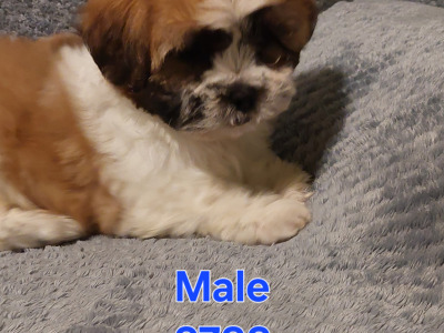 Gorgeous Shichon (Bichon Frise x Shih Tzu) puppies in Limerick ✨️