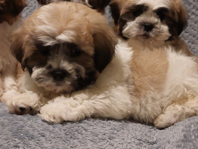 Gorgeous Shichon (Bichon Frise x Shih Tzu) puppies in Limerick ✨️