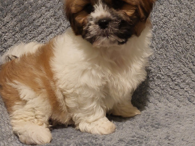 Gorgeous Shichon (Bichon Frise x Shih Tzu) puppies in Limerick ✨️