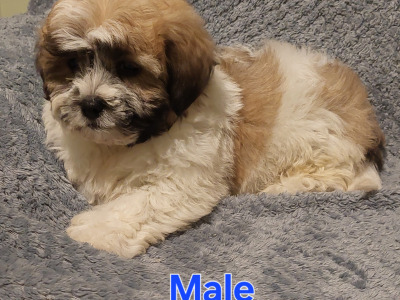 Gorgeous Shichon (Bichon Frise x Shih Tzu) puppies in Limerick ✨️