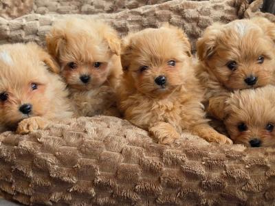 Exclusive Golden Pomapoo (Pomeranian x Poodle) puppies in Offaly ✨