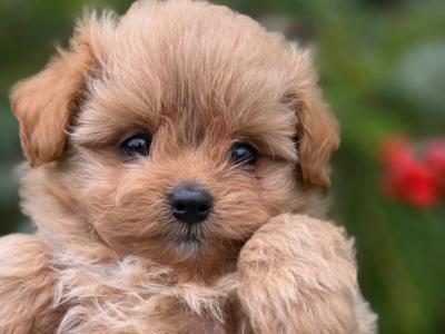 Exclusive Golden Pomapoo (Pomeranian x Poodle) puppies in Offaly ✨