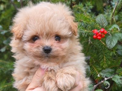 Exclusive Golden Pomapoo (Pomeranian x Poodle) puppies in Offaly ✨
