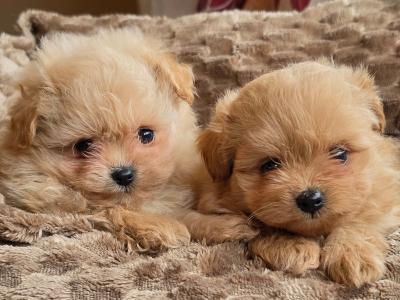 Exclusive Golden Pomapoo (Pomeranian x Poodle) puppies in Offaly ✨