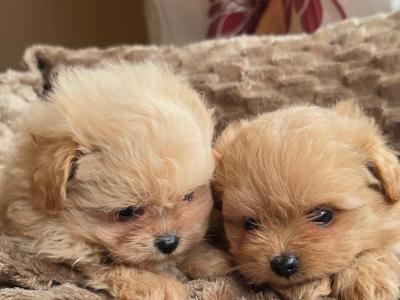 Exclusive Golden Pomapoo (Pomeranian x Poodle) puppies in Offaly ✨