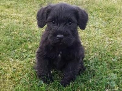 Beautiful purebred Miniature Schnauzer puppies for sale