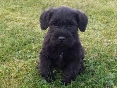 Beautiful purebred Miniature Schnauzer puppies for sale in Kilkenny