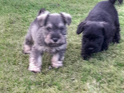 Beautiful purebred Miniature Schnauzer puppies for sale