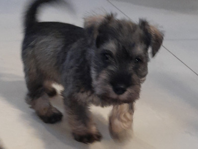 Beautiful purebred Miniature Schnauzer puppies for sale
