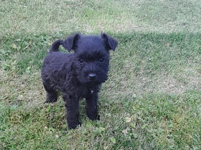 Beautiful purebred Miniature Schnauzer puppies for sale