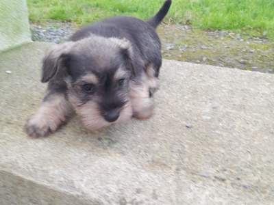 Beautiful purebred Miniature Schnauzer puppies for sale