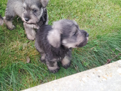 Beautiful purebred Miniature Schnauzer puppies for sale