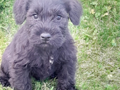 Beautiful purebred Miniature Schnauzer puppies for sale